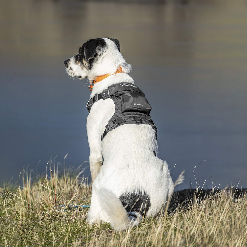 Kurgo Stash n' Dash harness with reflective trim visible at night for safer evening walks.