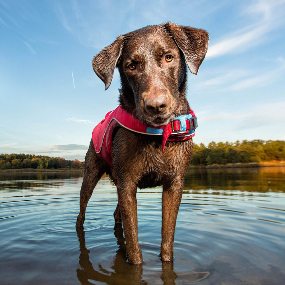Kurgo Surf n’ Turf life jacket shows durable D-ring for leash attachment