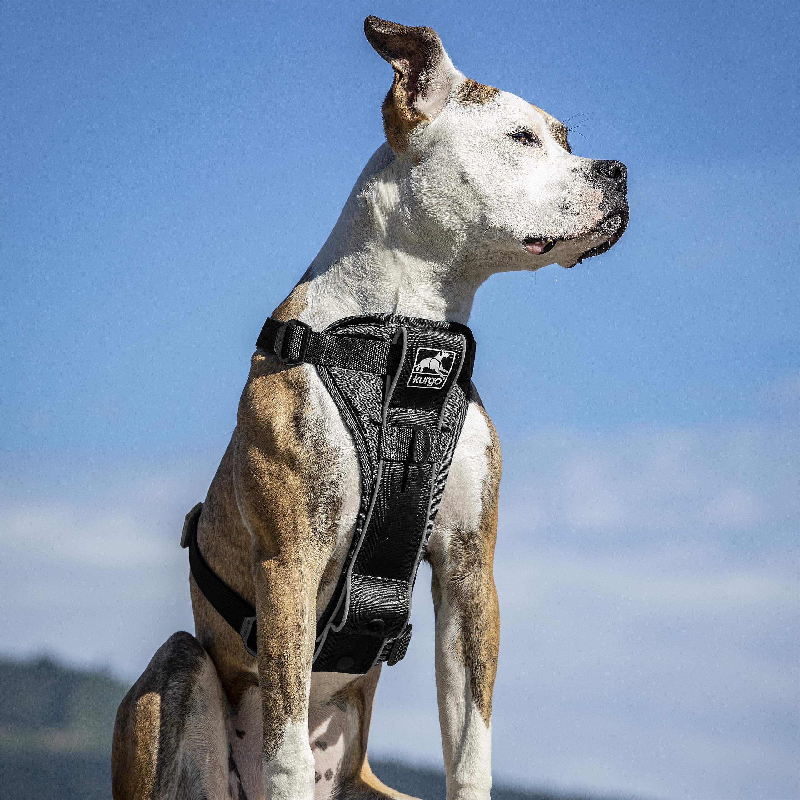 Kurgo Tru-Fit harness back view highlighting dual leash attachments for versatile training