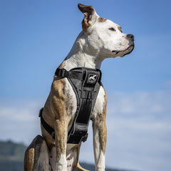Kurgo Tru-Fit harness back view highlighting dual leash attachments for versatile training