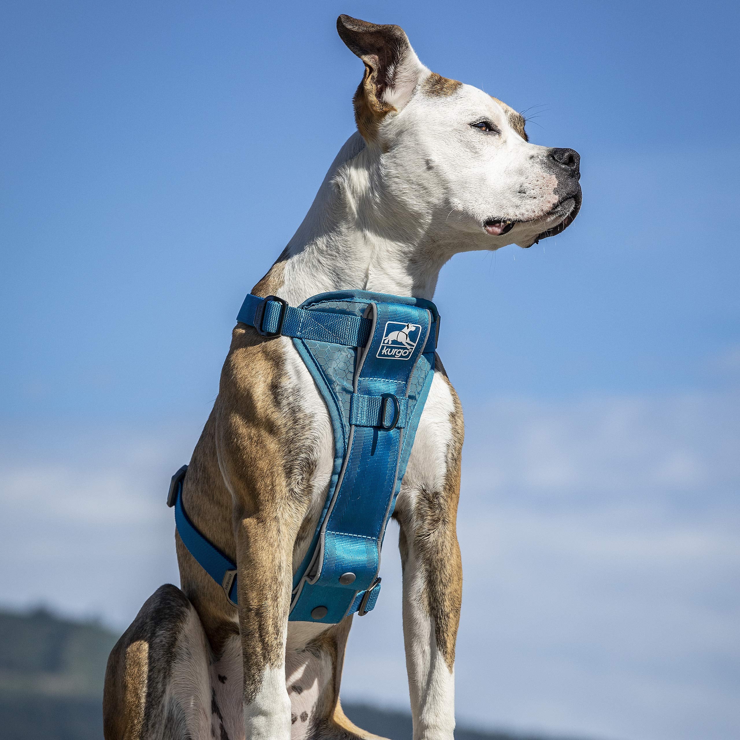 Kurgo Tru-Fit front leash attachment supports no-pull training versatility.