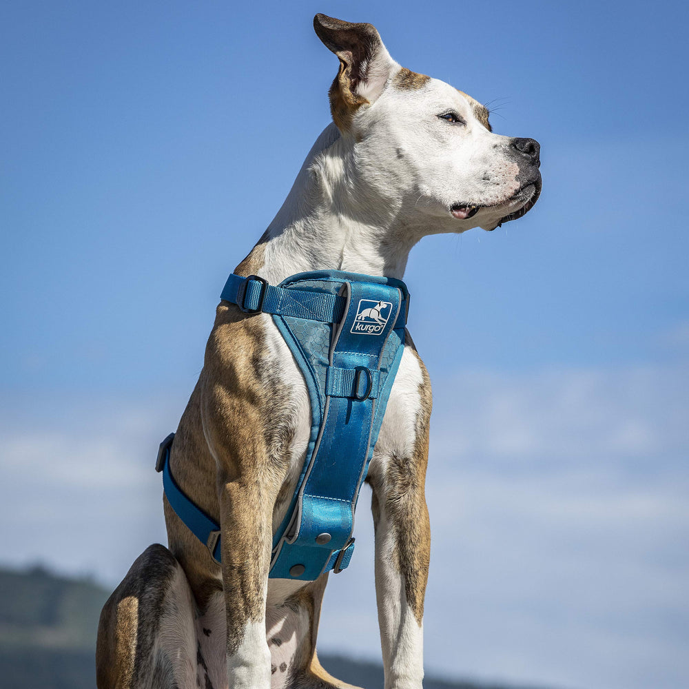 Kurgo Tru-Fit front leash attachment supports no-pull training versatility.