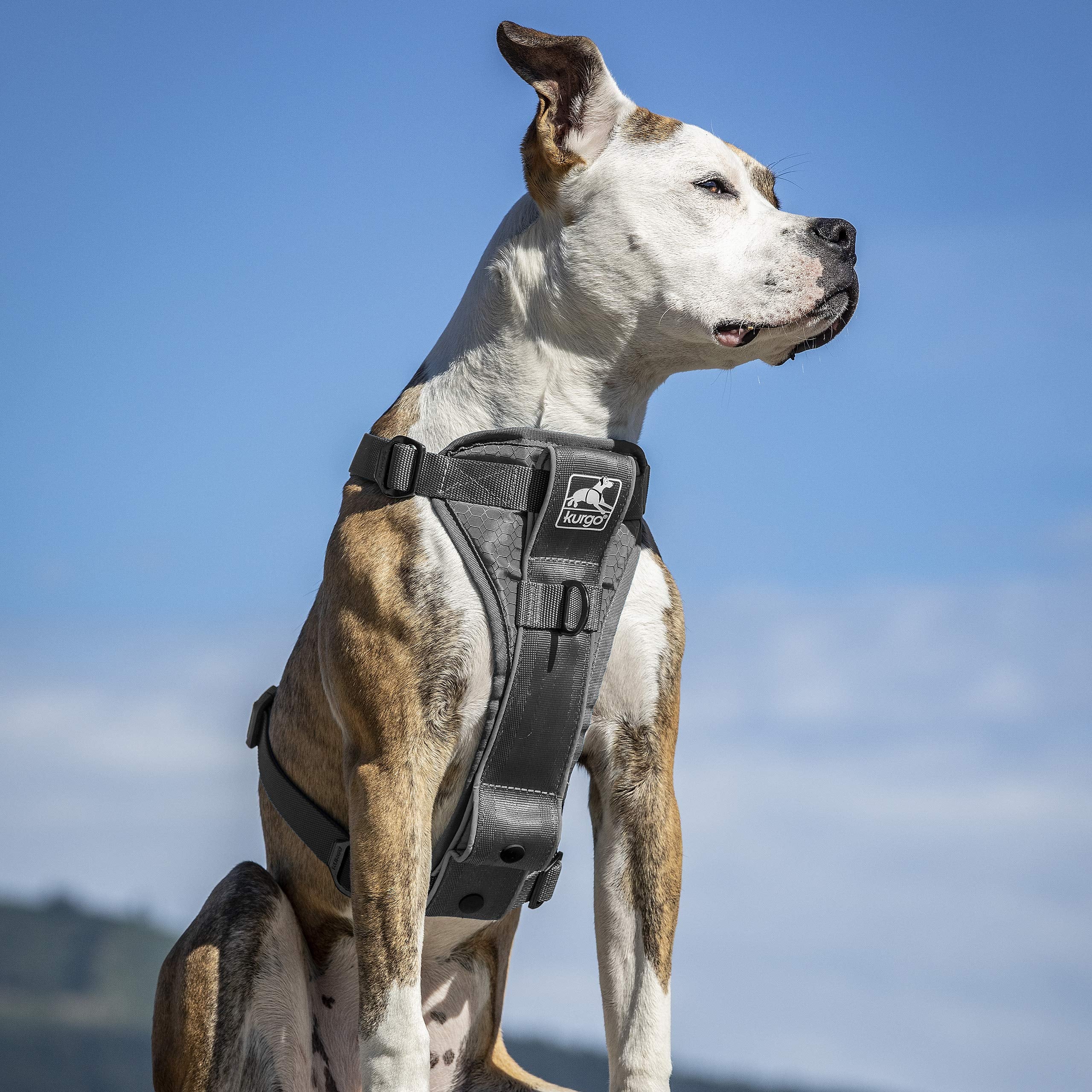 Kurgo Tru-Fit seat belt loop helps secure your dog in the car.