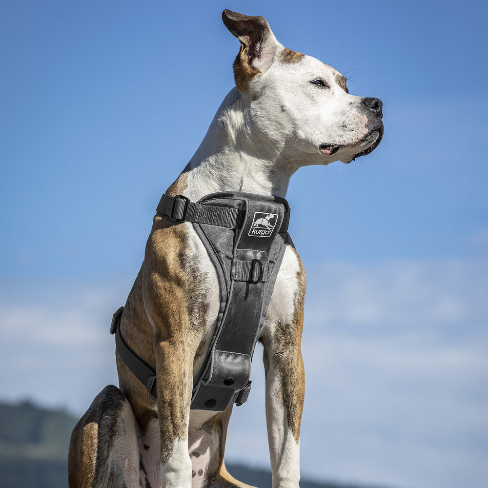 Kurgo Tru-Fit seat belt loop helps secure your dog in the car.