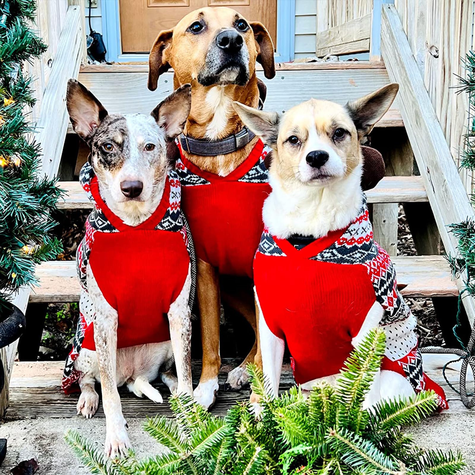 KYEESE XXL dog sweater provides warmth and mobility for larger dogs.