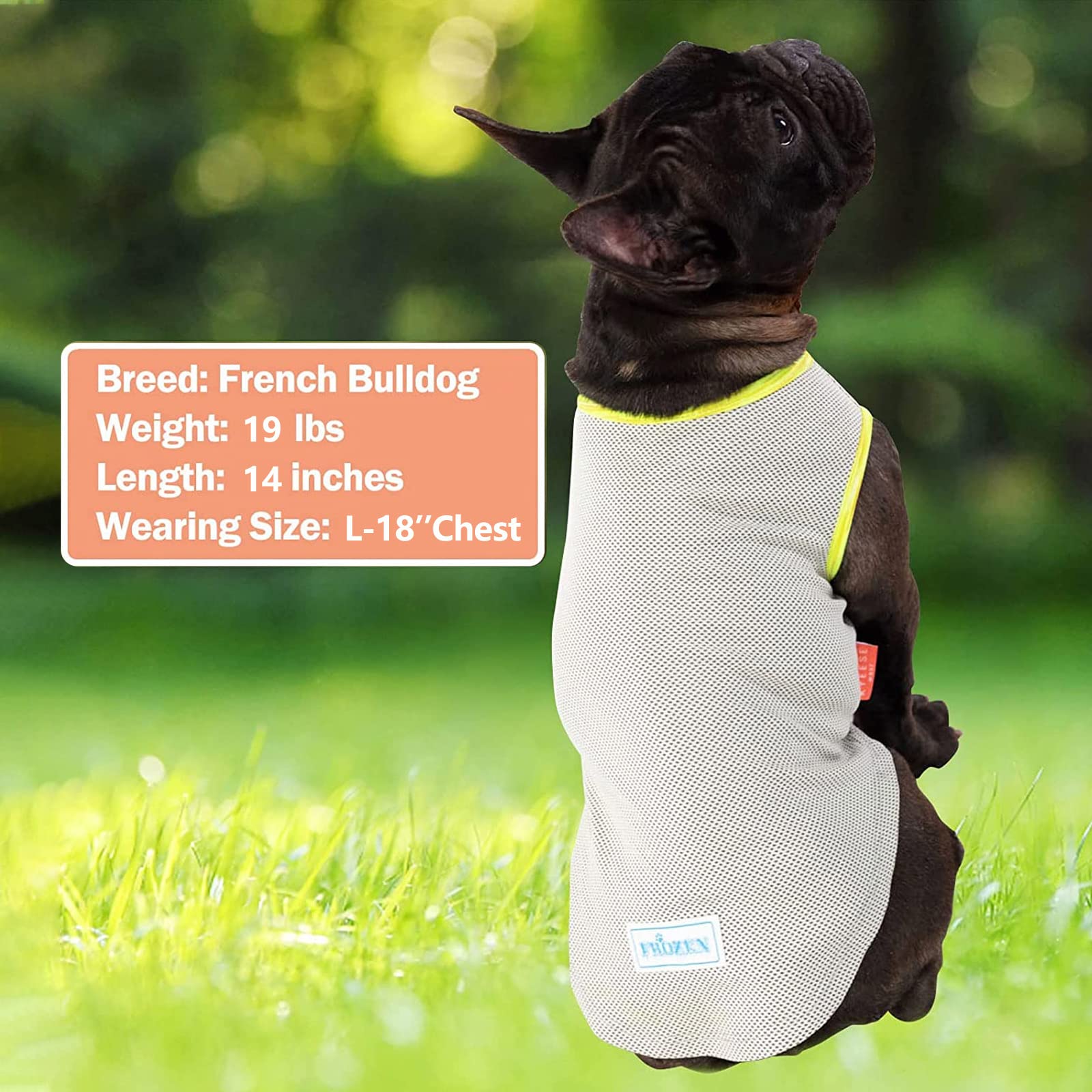 KYEESE dog cooling shirt during summer walk provides cooling option.