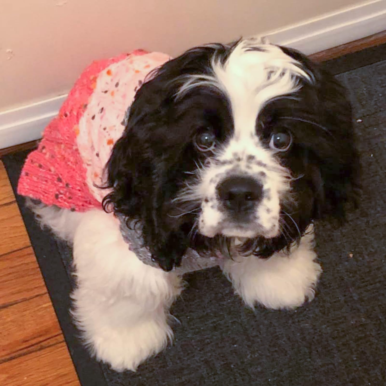 KYEESE dog sweater stretchy knit enables easy on/off and snug warmth.