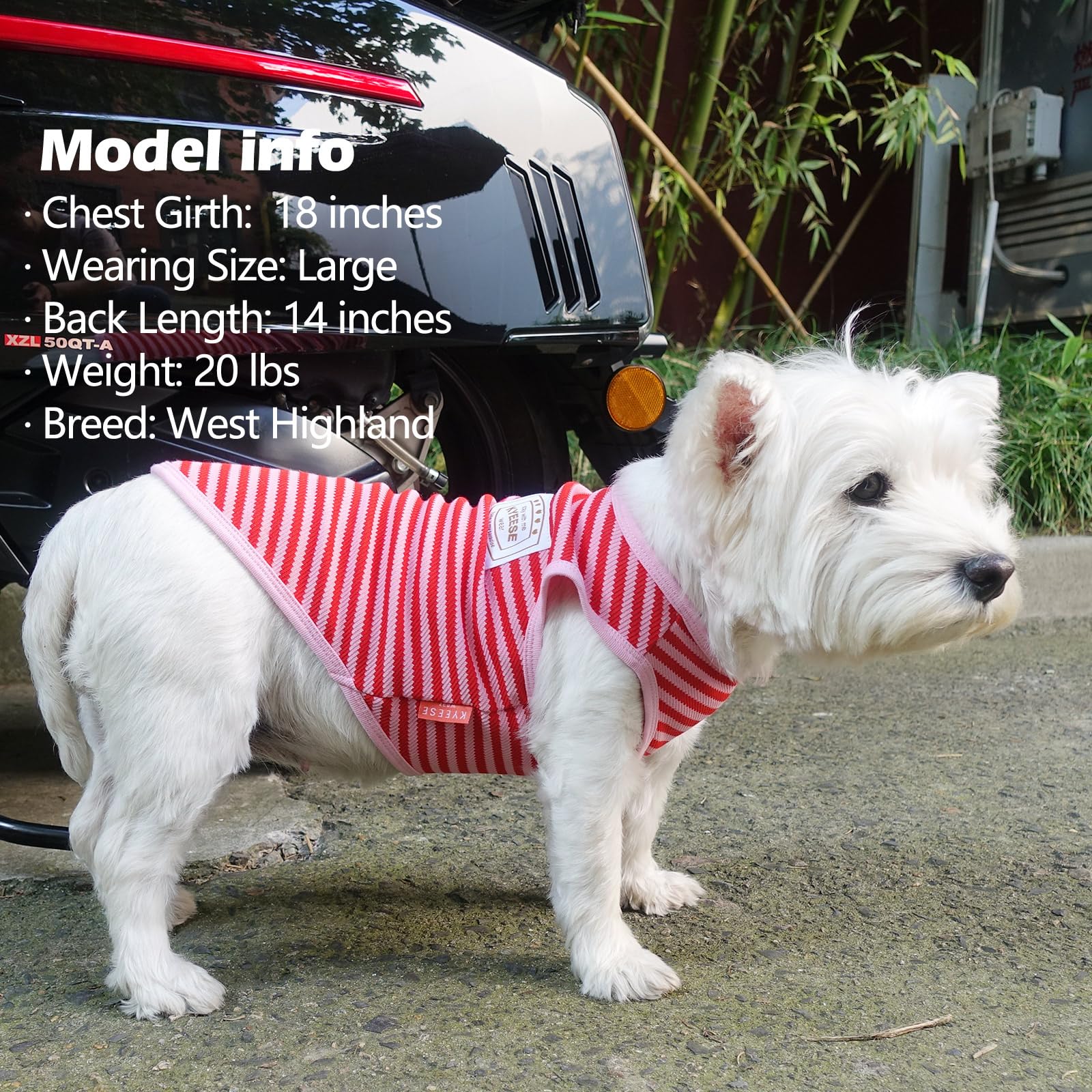 KYEESE dog model wearing outfit during walk for light weight and freedom