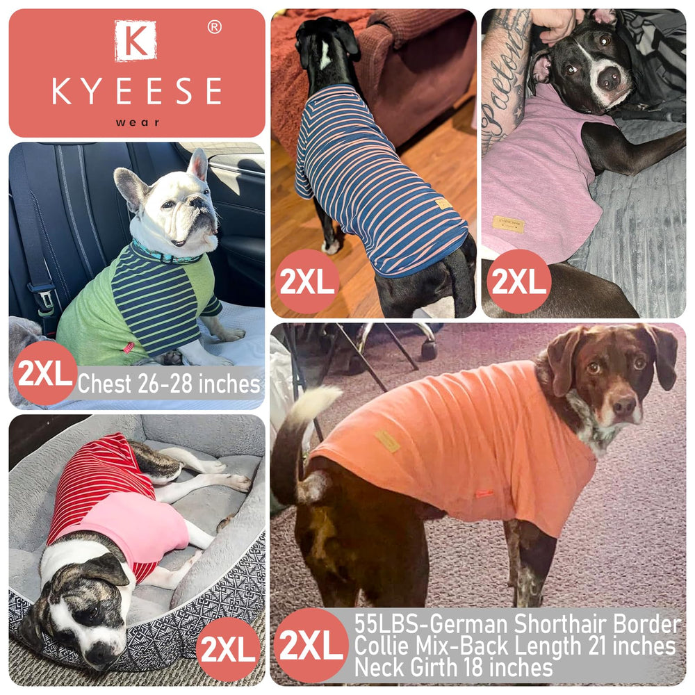 Kyeeese dog wearing sweater indoors cozy in a chilly room