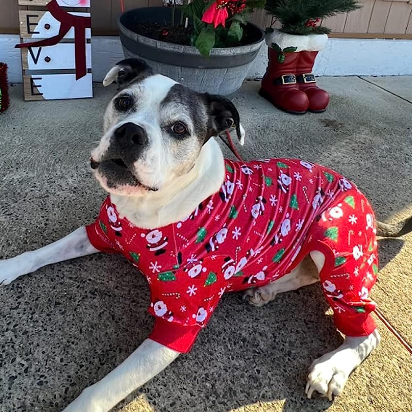 Kyeeese family-ready look promotes festive photos while keeping pets warm.