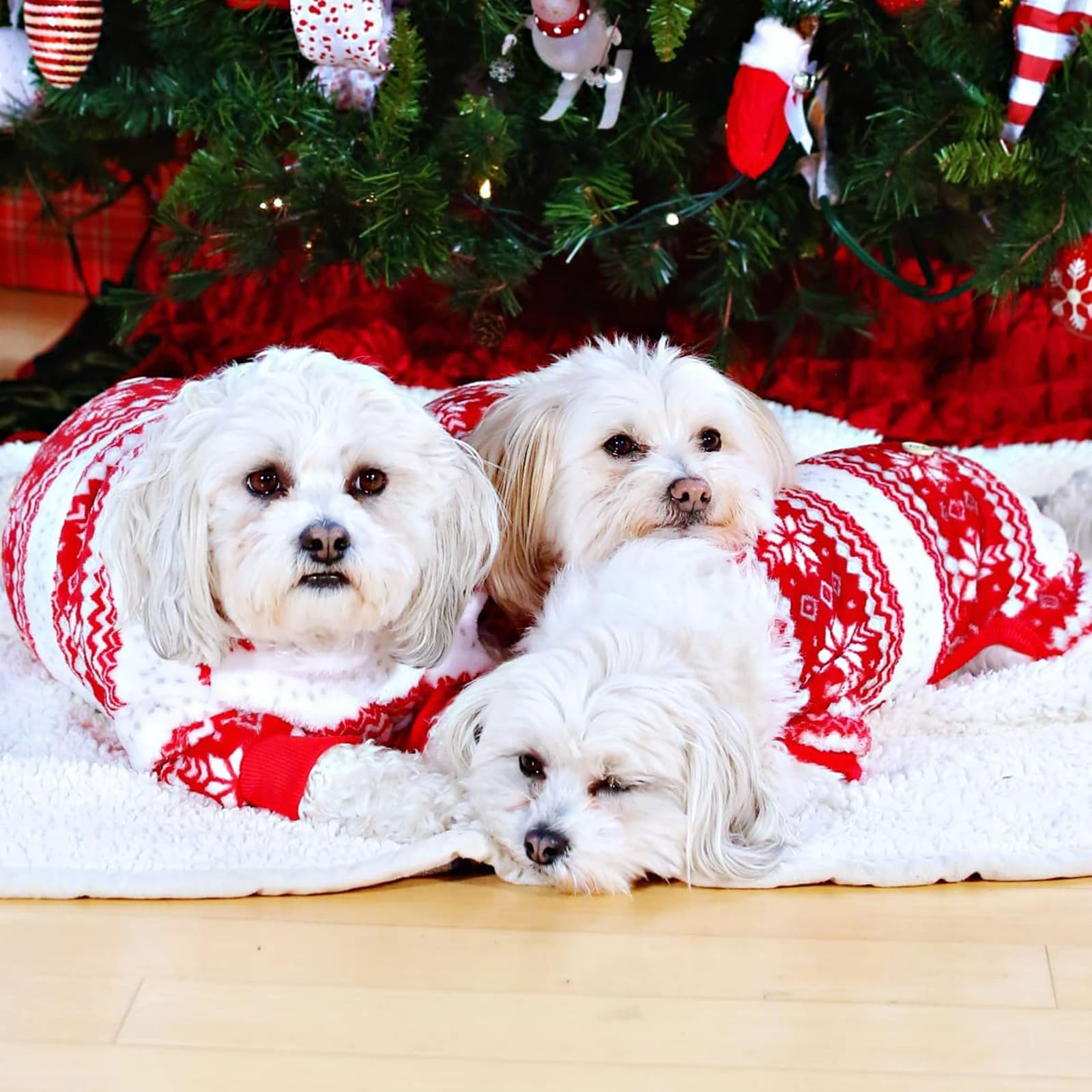 KYEESE festive holiday look perfect for photos and family gatherings.