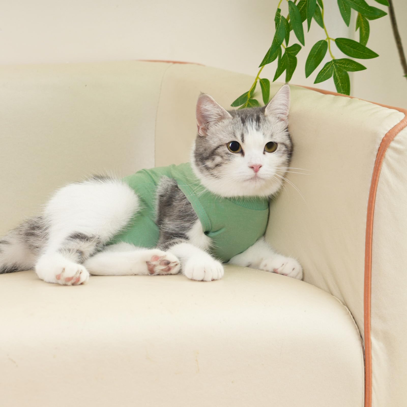 kzrfojy recomendado para gatos tras cirugía de esterilización.