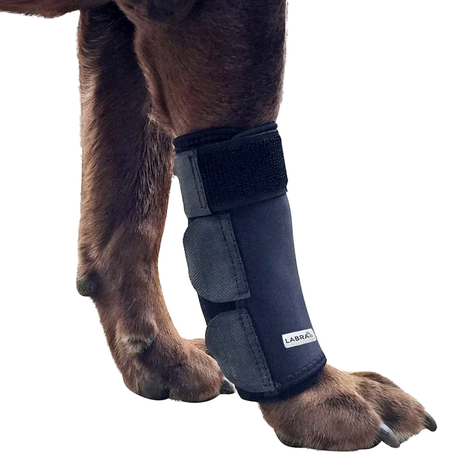 Labra front leg brace wrapped on a dog's leg for stable support