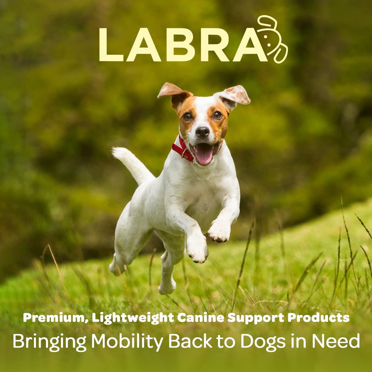 Labra dog rear leg hock brace packaging-instructions provides clear sizing for proper fit.