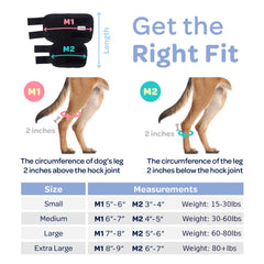Labra hock brace on dog during walk for improved stability