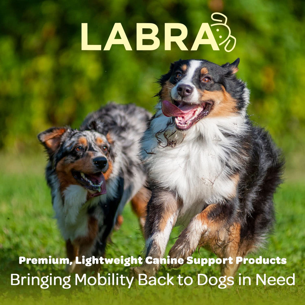 Labra front leg brace helps prevent licking and irritation during daily play.