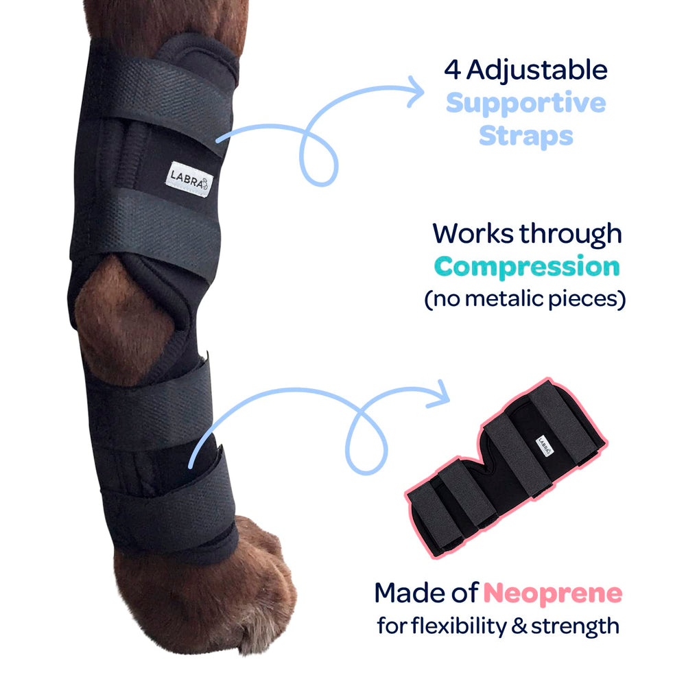 Labra senior dog hock support helps mobility and comfort.