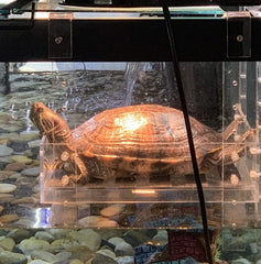LaBrinx Designs hanging turtle ramp assembly illustrating multi-level basking setup.