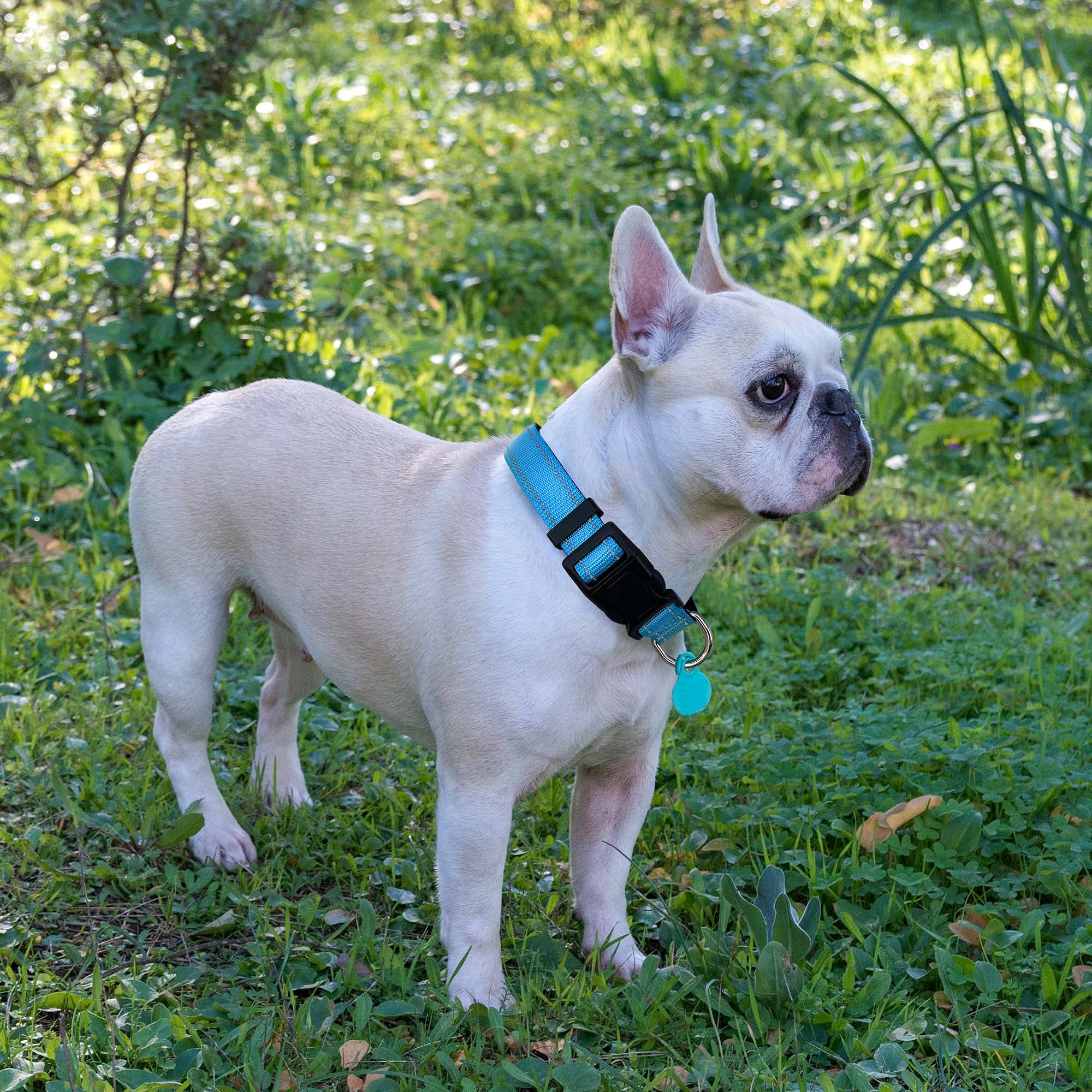 Collar Ladoogo con ajuste de nailon regulable para perros de diferentes tamaños.