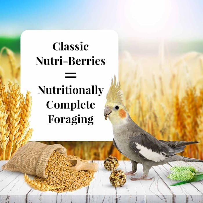 LAFEBER'S Nutri-Berries omega-3-6-balance may support healthy skin and feathers.