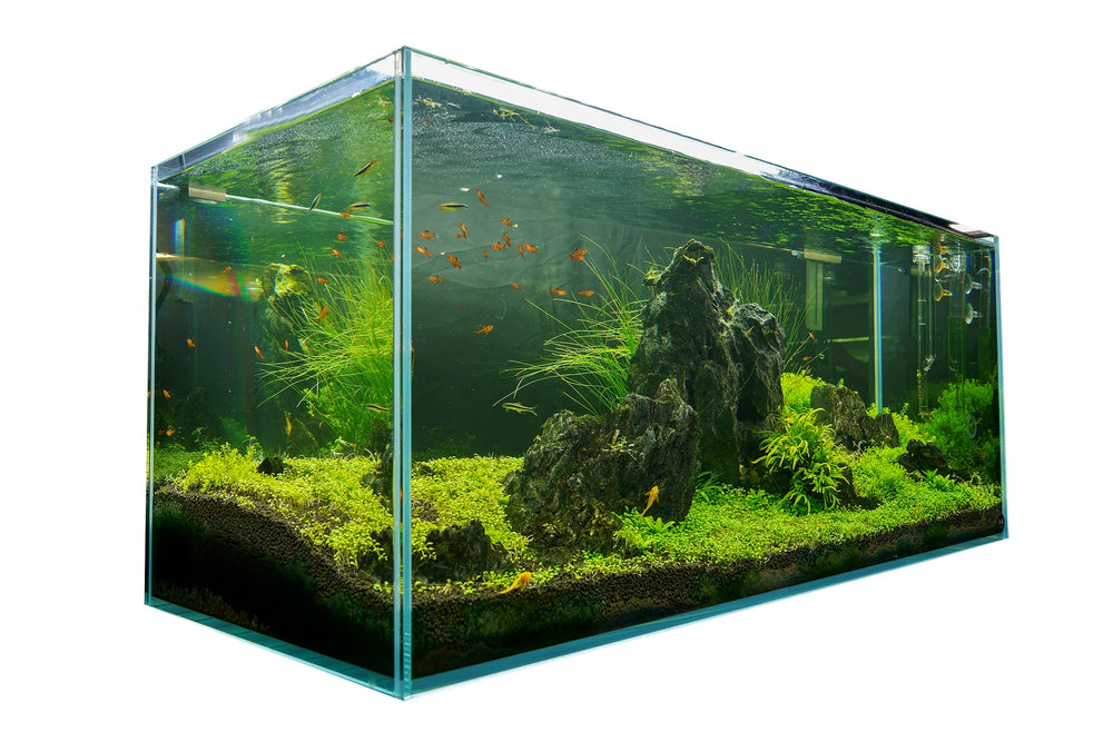 LANDEN 120P aquascape setup demonstrates versatile layouts for freshwater and saltwater.