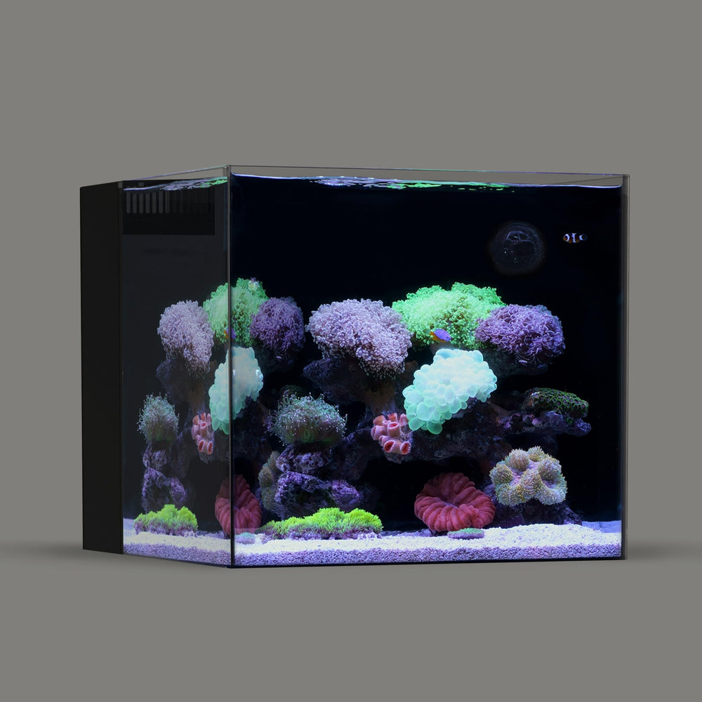 Landen 45P front view glass aquarium offers a clear, rimless display.
