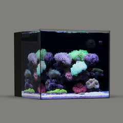 Landen 45P front view glass aquarium offers a clear, rimless display.