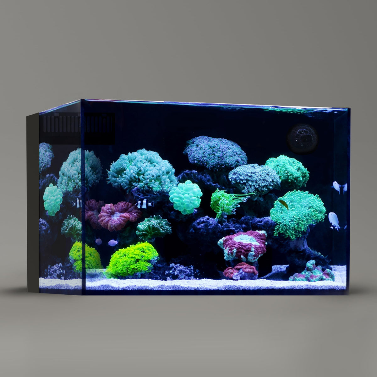 Landen 60P front view aquarium showing rimless ultra-clear glass for pristine visibility