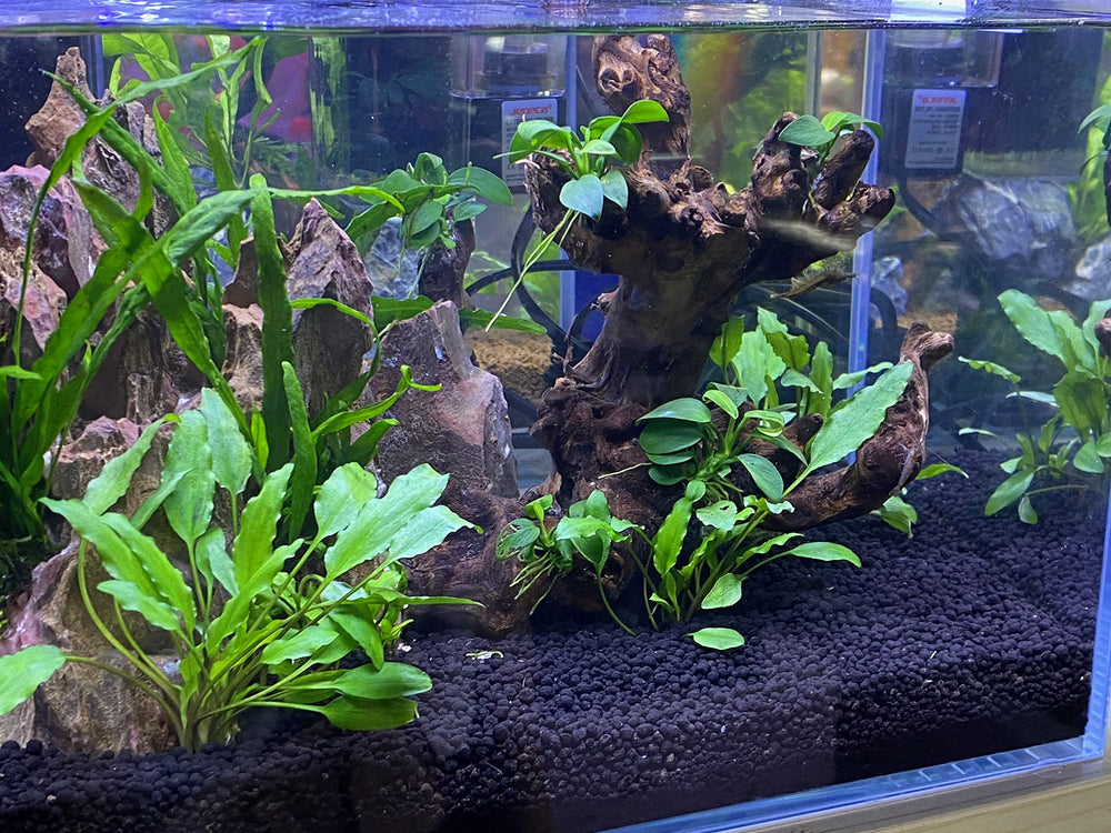 Landen Aqua Soil 40 lbs packaging ready-to-use substrate for easy setup.