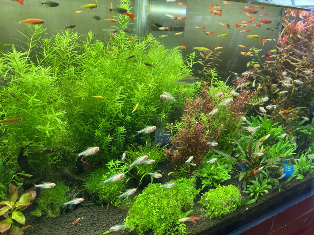 Landen Aqua Soil in water in an aquarium demonstrates stable substrate base.