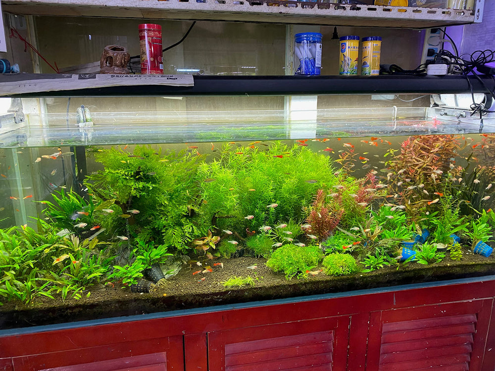 LANDEN Aqua Soil shrimp habitat scene suggests softer water benefits for shrimp