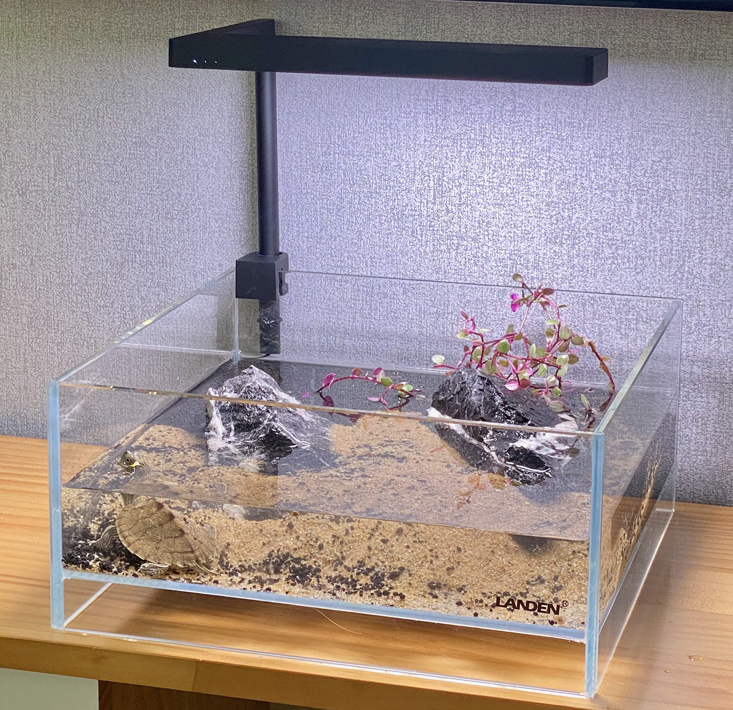 LANDEN Glass Air Tank rimless shallow tank offers compact display.