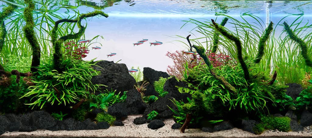 LANDEN Kueiyang Hornwood durable under underwater or dry environments supports creative layouts