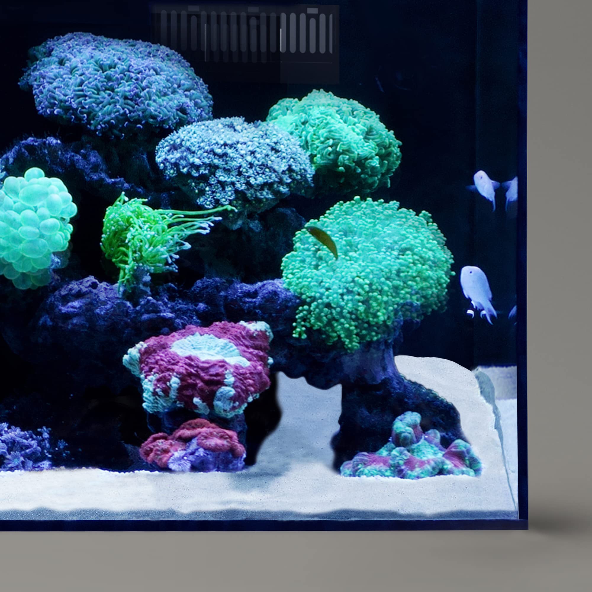 LANDEN NanshaPure sand habitat with cichlids and shrimps showcases durability.