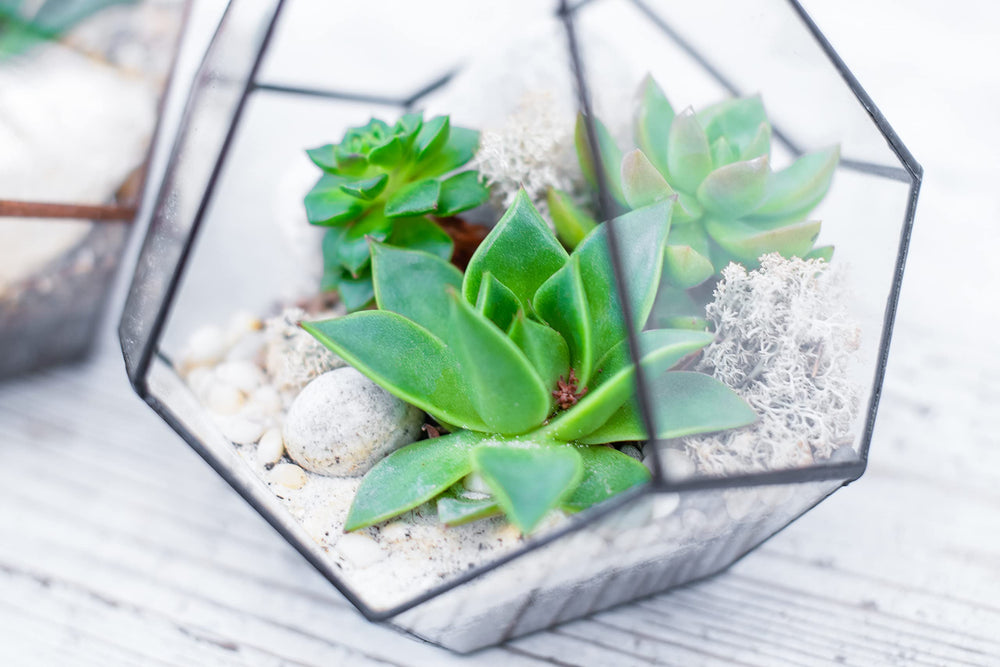 LANDEN NanshaPure sand natural white tone complements aquascapes.