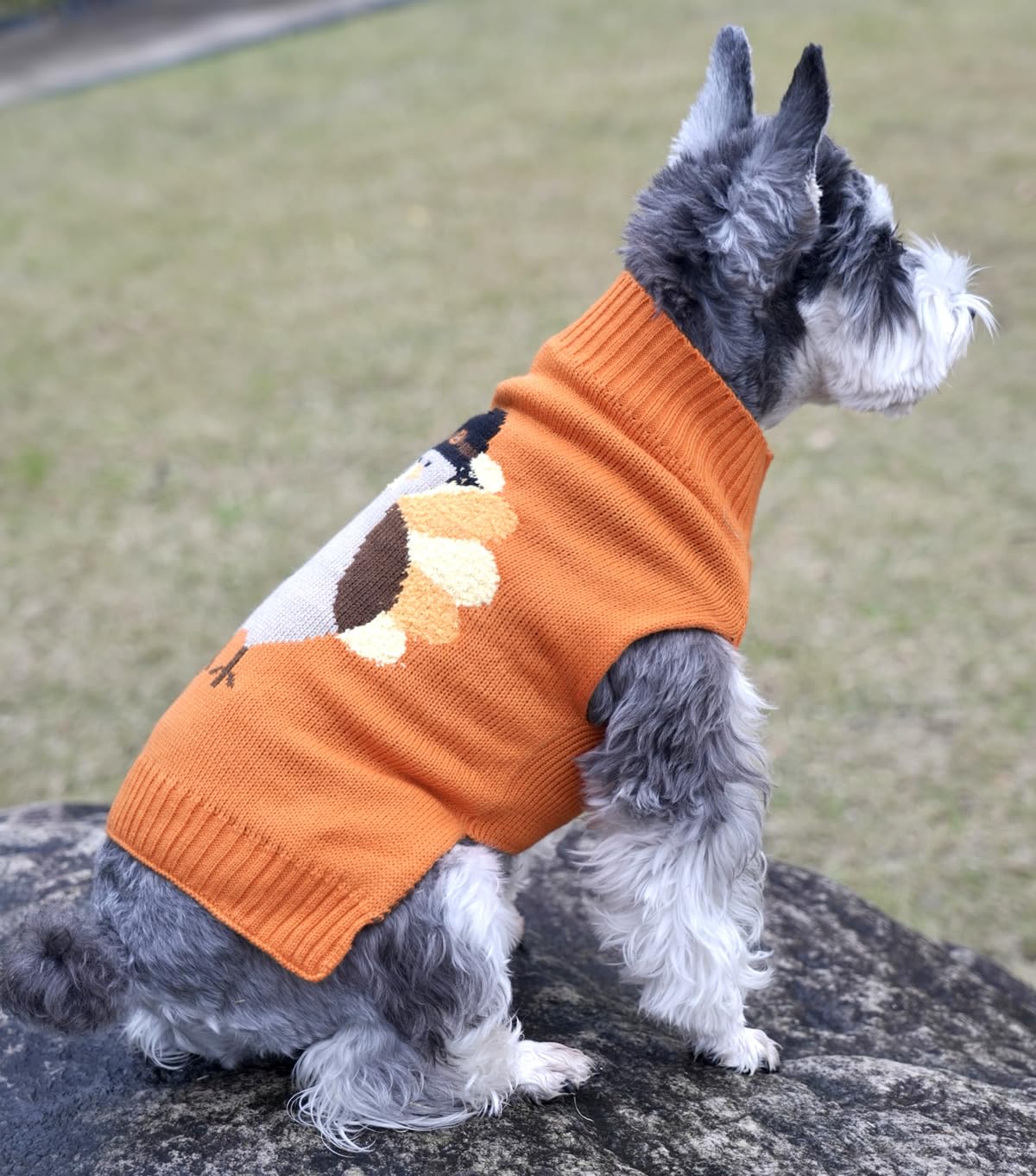 Lanyarco holiday-ready dog sweater is perfect for photo sessions and cozy lounging.