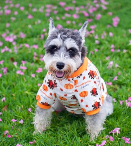 Lanyarco turkey-pumpkin dog pajamas fabric-closeup highlights soft velvet-poly blend and stretch for freedom.