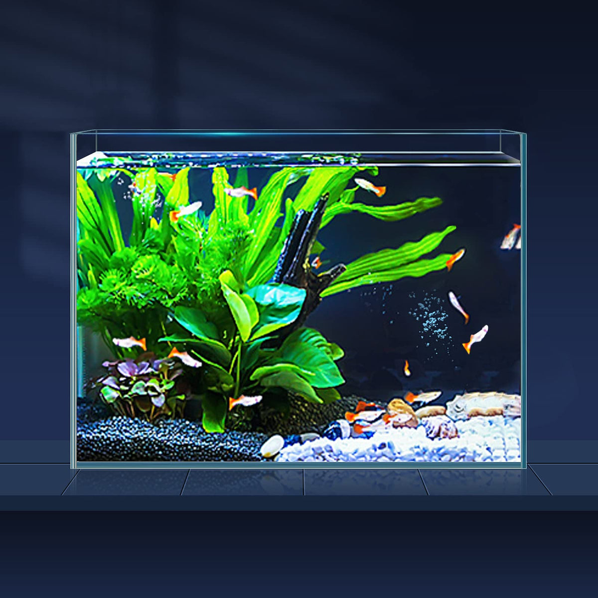 LAQUAL 3-gallon ultra-clear rimless fish tank for pristine viewing