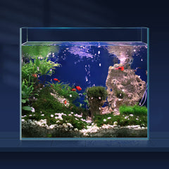 LAQUAL 6.5 gallon ultra-clear tank, overall view shows vibrant colors