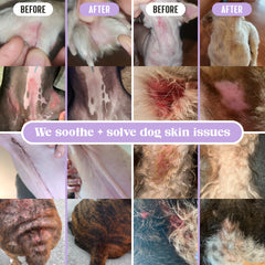 Lavengel dog ointment application on paw provides itching relief during walks.