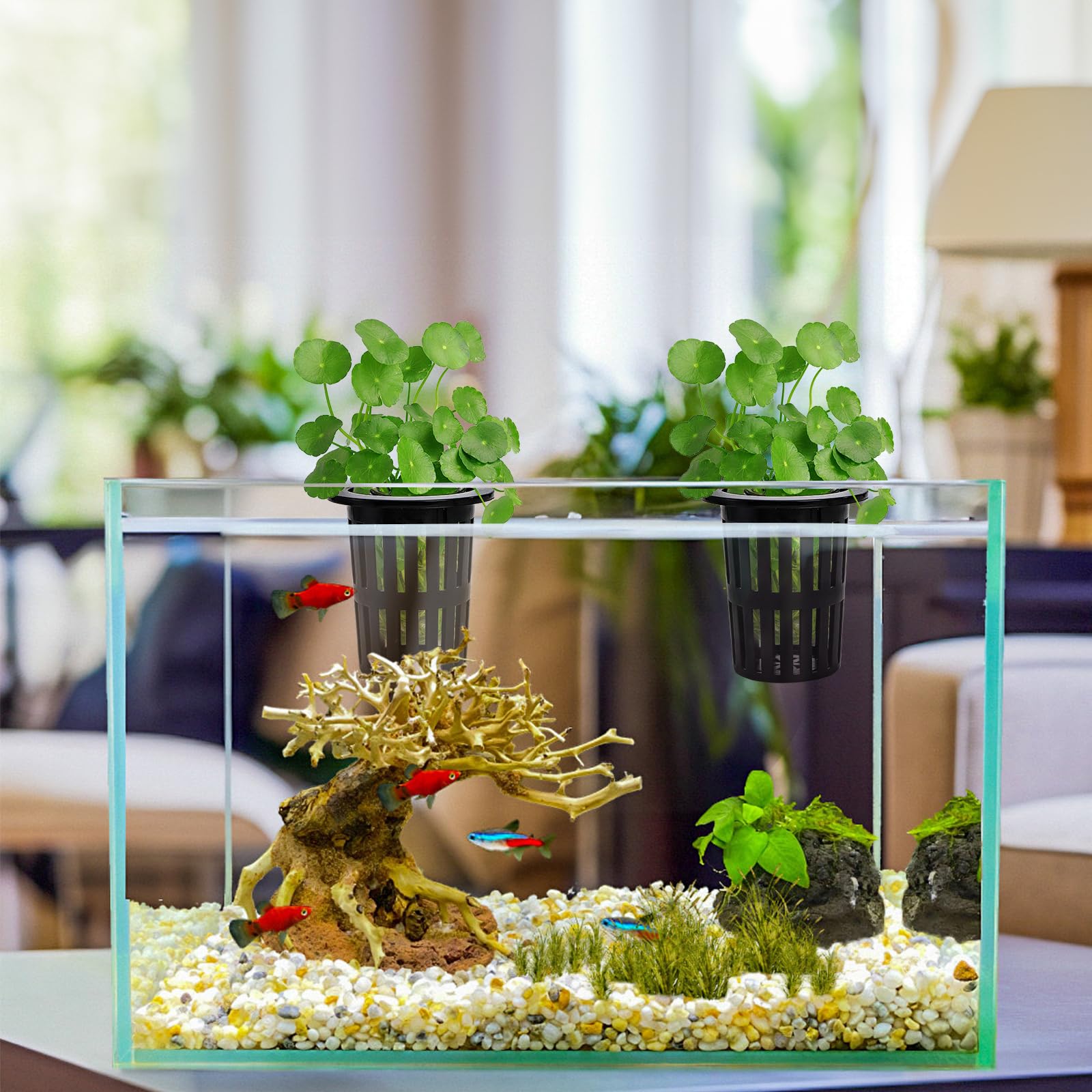 Lawei versatile mounting in rimmed and rimless tanks for plant displays