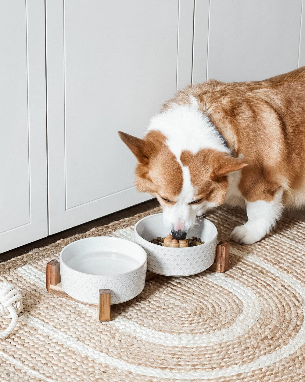 LE TAUCI 3-cup capacity bowls for compact meals in small to mid-size pets