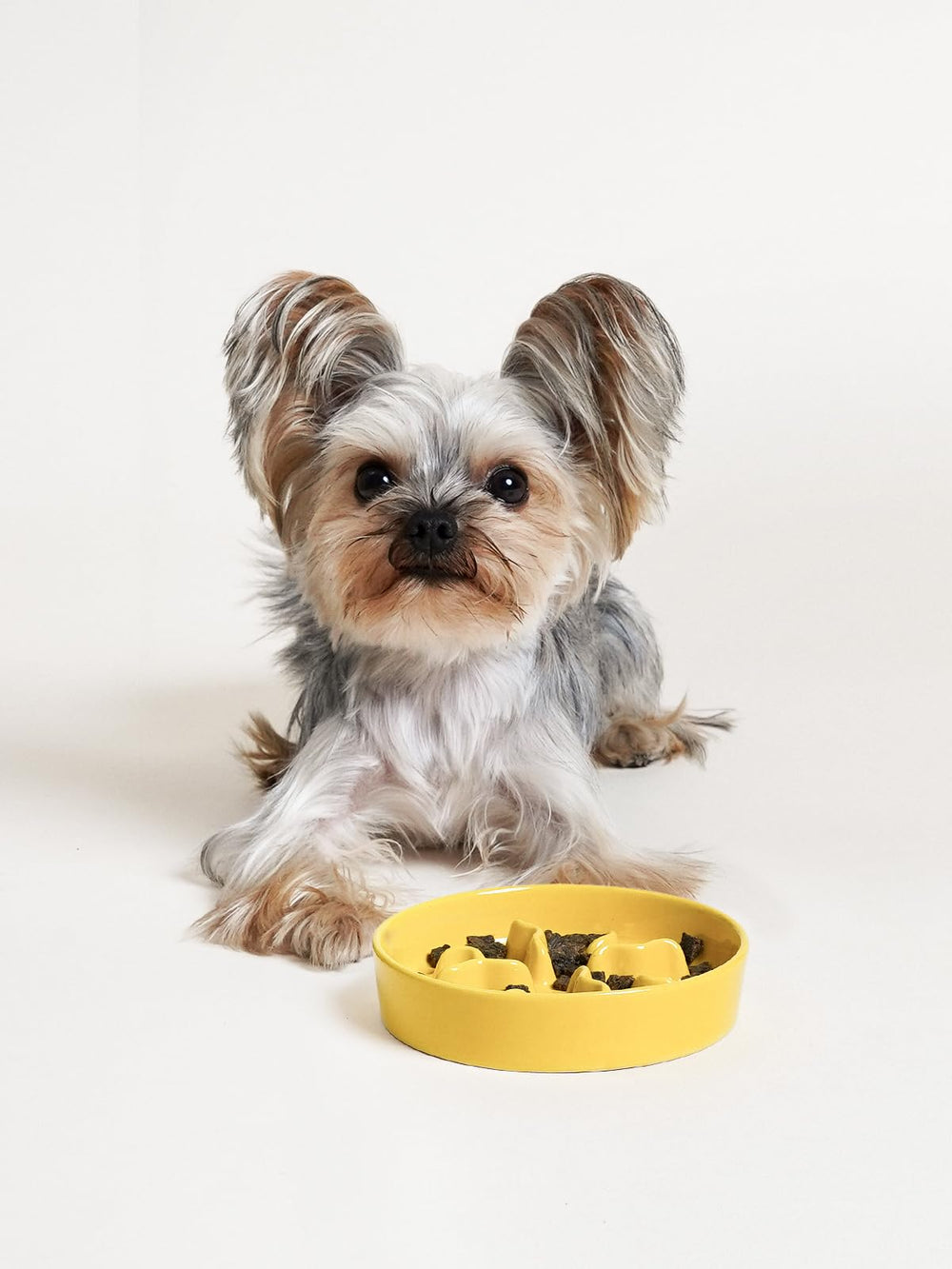 LE TAUCI PET easy-clean ceramic bowl yellow with a smooth surface