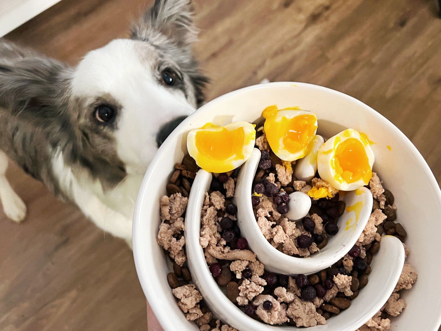 LE TAUCI PET maze-design bowl slows fast eaters for healthier meals