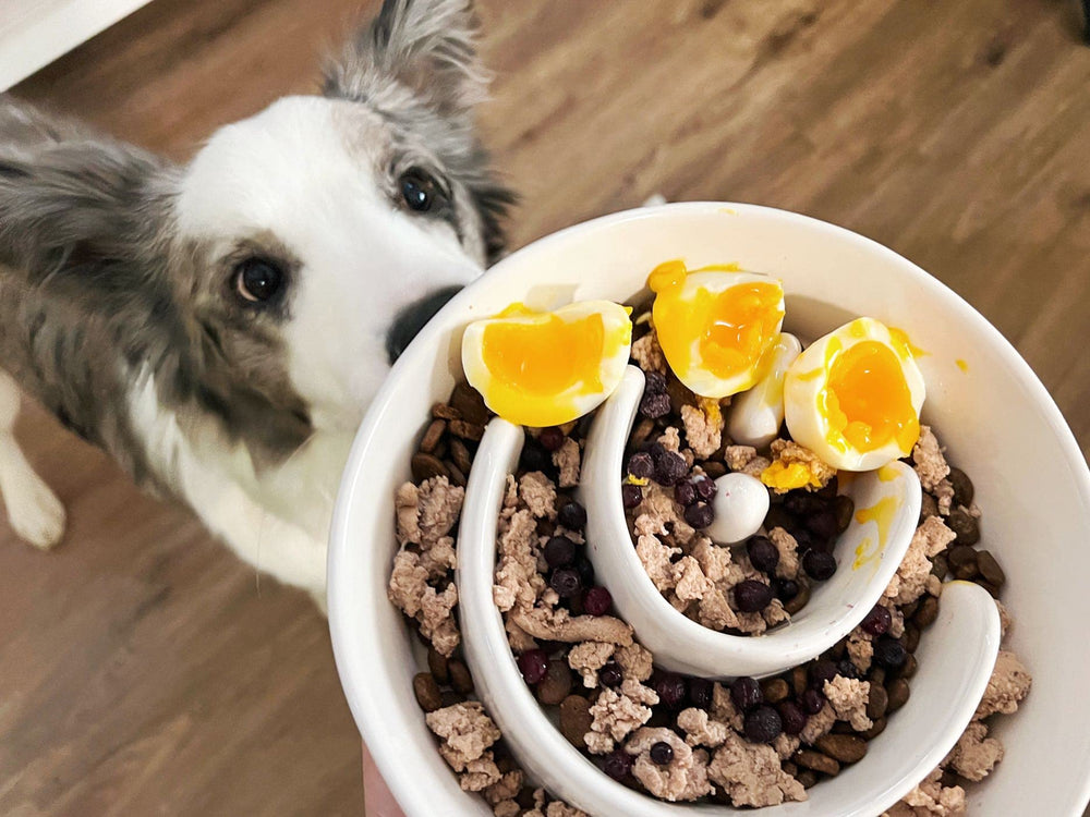 LE TAUCI PET maze-design bowl slows fast eaters for healthier meals