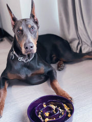 LE TAUCI ceramic bowl features durable glaze and easy cleaning after meals.