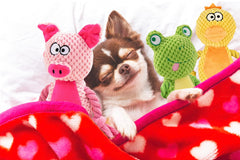 Leash and Leisure Farm Friends frog toy durable for chewing and gentle tugging