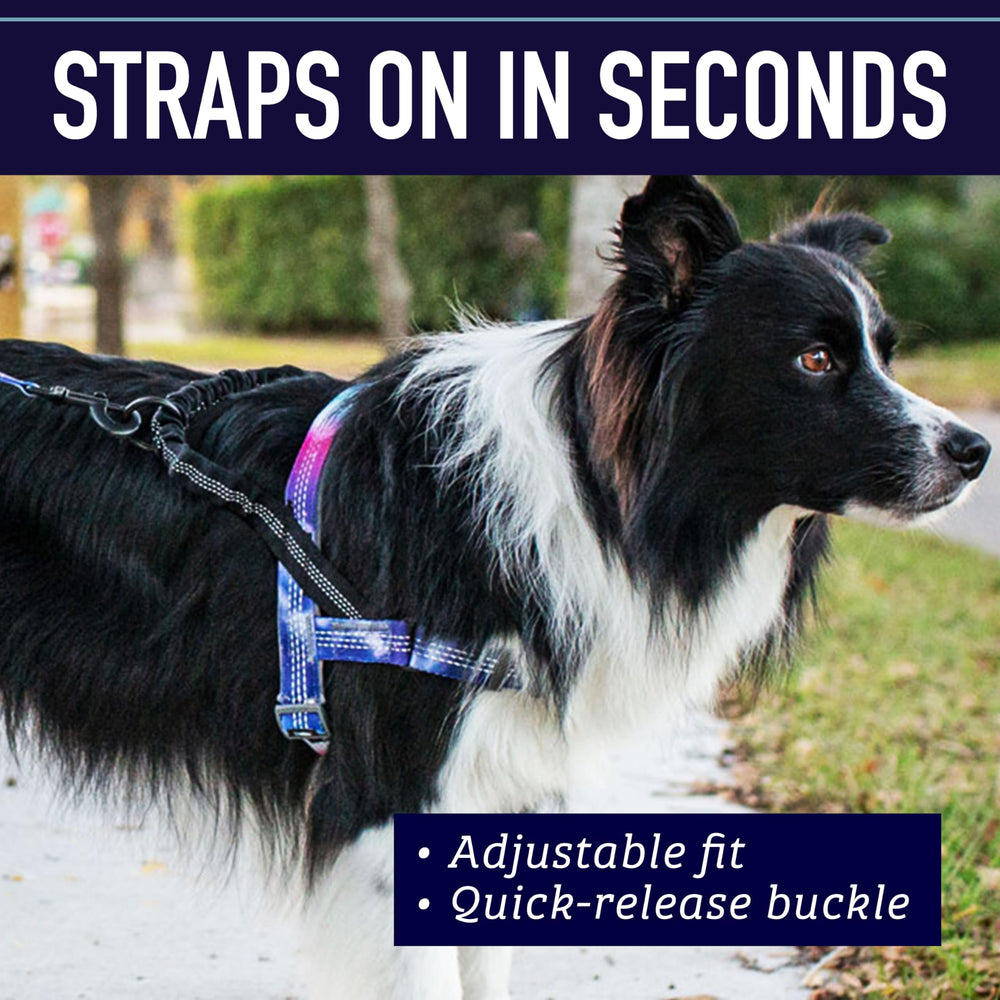 Leash Boss bungee clip absorbs shock for sudden pulls during play