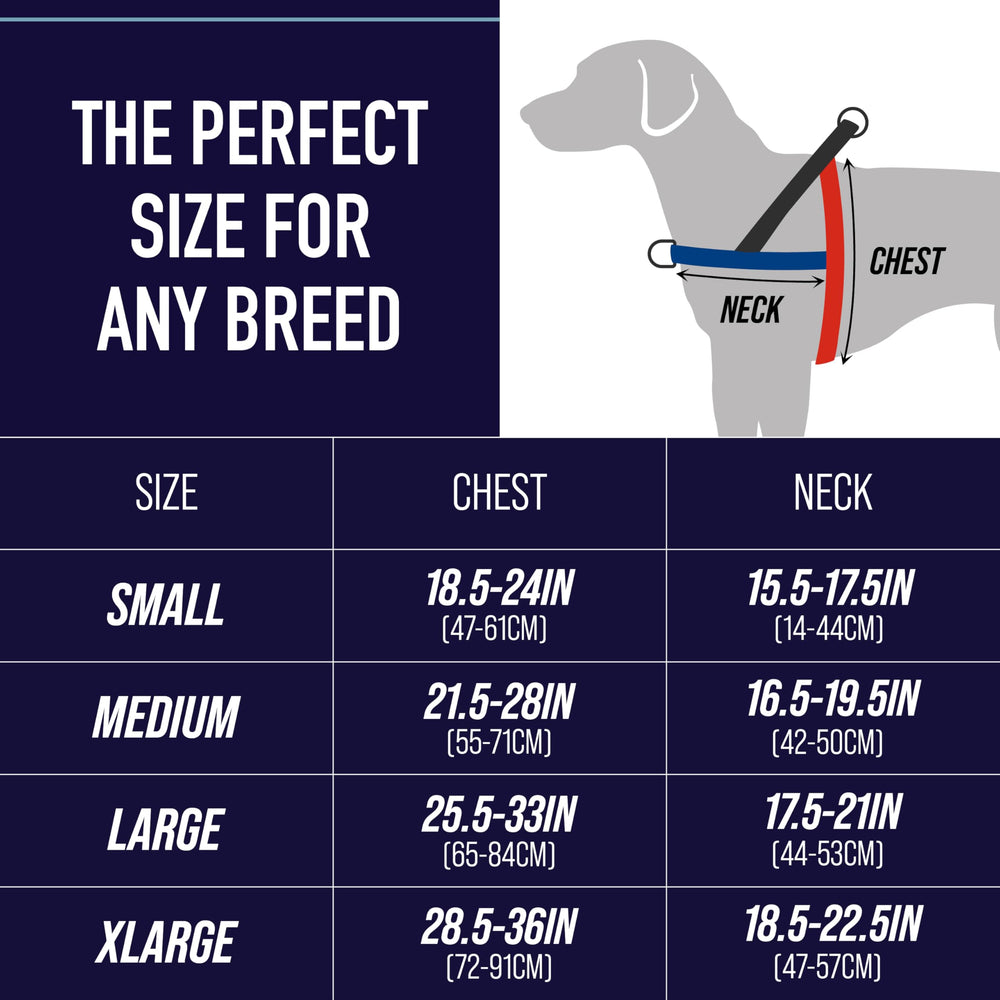 Leash Boss No Pull Harness rear clip supports comfortable, long-leash playtime