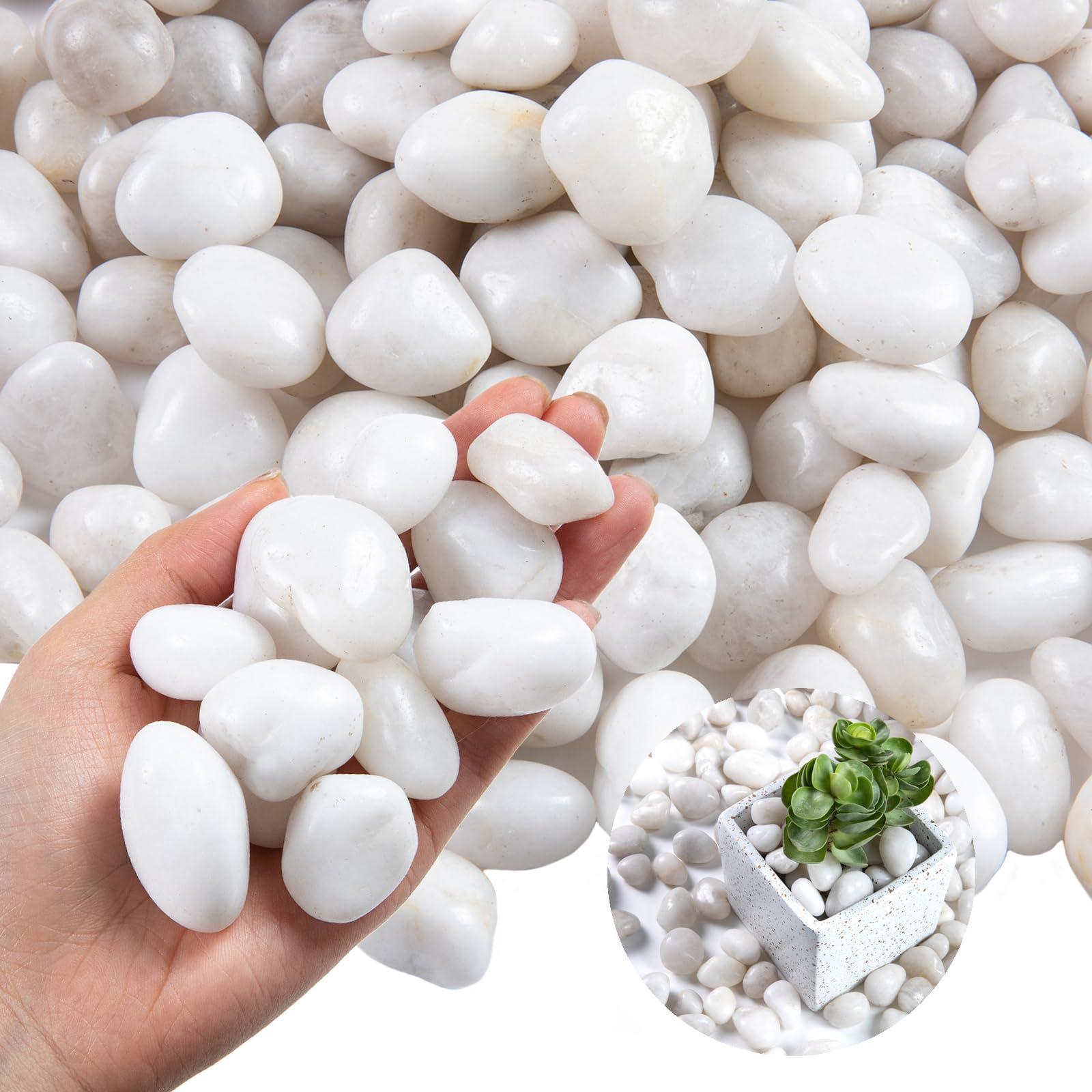 Lechloris white river rocks polished pebbles for indoor plants add clean contrast and drainage.